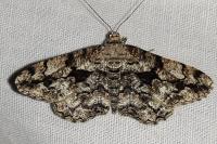 Peribatodes umbraria umbraria