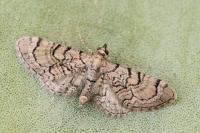 Eupithecia silenicolata