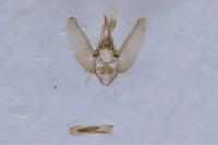 Eupithecia silenicolata