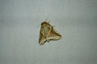 Habrosyne pyritoides