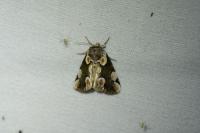 Thyatira batis