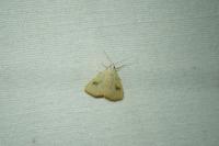 Rivula sericealis