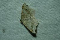 Macaria alternata