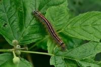 Malacosoma neustria