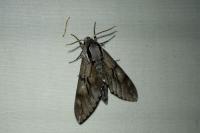 Hyloicus maurorum