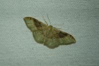 Idaea degeneraria
