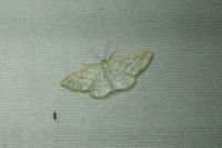 Idaea subsericeata