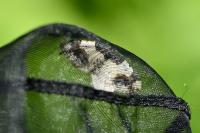 Ligdia adustata