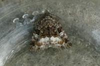 Deltote pygarga