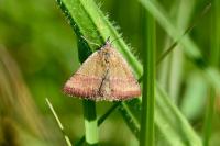 Phytometra viridaria