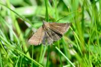 Phytometra viridaria