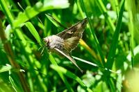 Autographa gamma