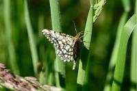 Chiasmia clathrata