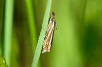 Crambus lathoniellus