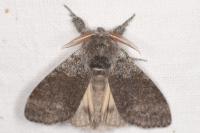 Calliteara pudibunda
