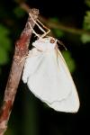 Campaea margaritaria