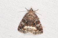 Deltote pygarga
