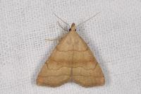 Herminia tarsicrinalis
