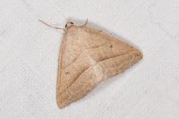 Petrophora chlorosata