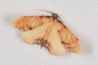 Plagodis dolabraria