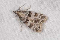 Scoparia pyralella