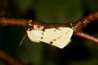 Spilarctia lutea