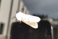 Spilosoma lubricipeda