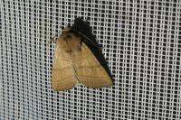 Charanyca trigrammica