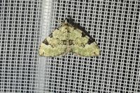 Colostygia pectinataria