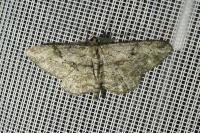 Peribatodes rhomboidaria rhomboidaria