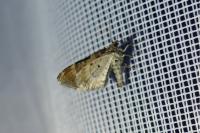 Xanthorhoe spadicearia/ferrugata