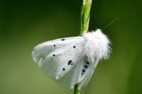 Diaphora mendica