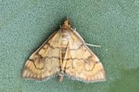 Anania verbascalis