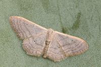 Idaea distinctaria