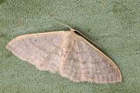 Idaea distinctaria