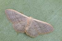 Idaea distinctaria