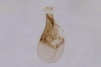 Eupithecia dodoneata