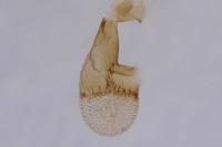 Eupithecia dodoneata
