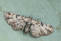 Eupithecia laquaearia