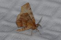 Selenia dentaria