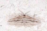 Ecleora solieraria