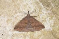 Polypogon plumigeralis