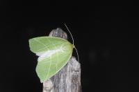 Bena bicolorana