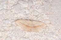 Scopula imitaria