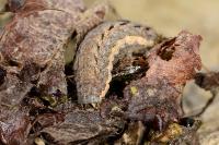 Mamestra brassicae