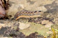 Mamestra brassicae
