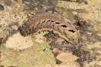 Mamestra brassicae