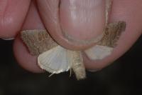 Hoplodrina ambigua