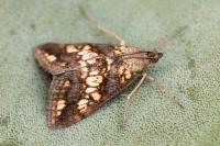 Evergestis politalis