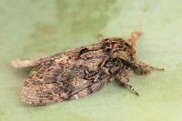 Peridea anceps